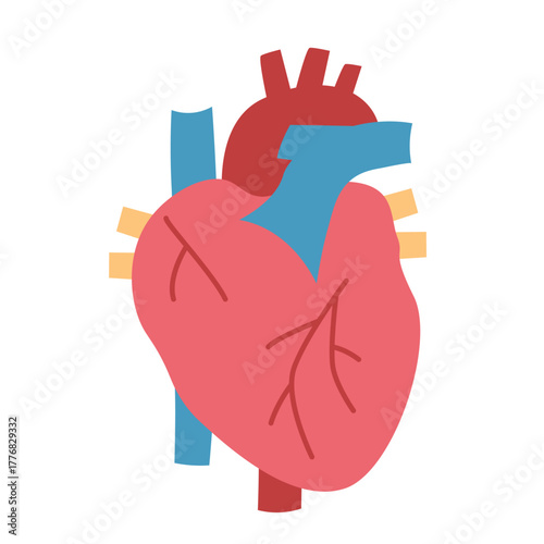 human heart organ; concept of medicine, health, biology, and human anatomy, perfect for medical and educational designs- vector illustration