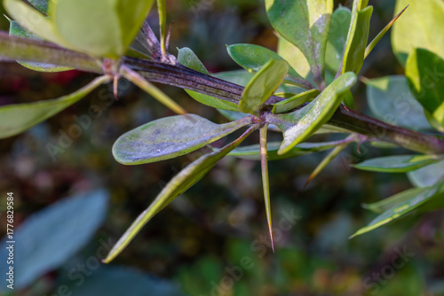 A Close-up View Of A Thorny Plant Stem With Small Green Leaves Under Natural Light