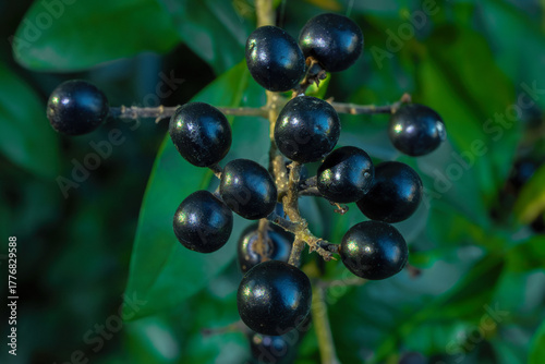A Cluster Of Shiny Dark Blue-black Berries Of Privet Ligustrum Vulgare Hangs From A Branch Amidst Green Foliage