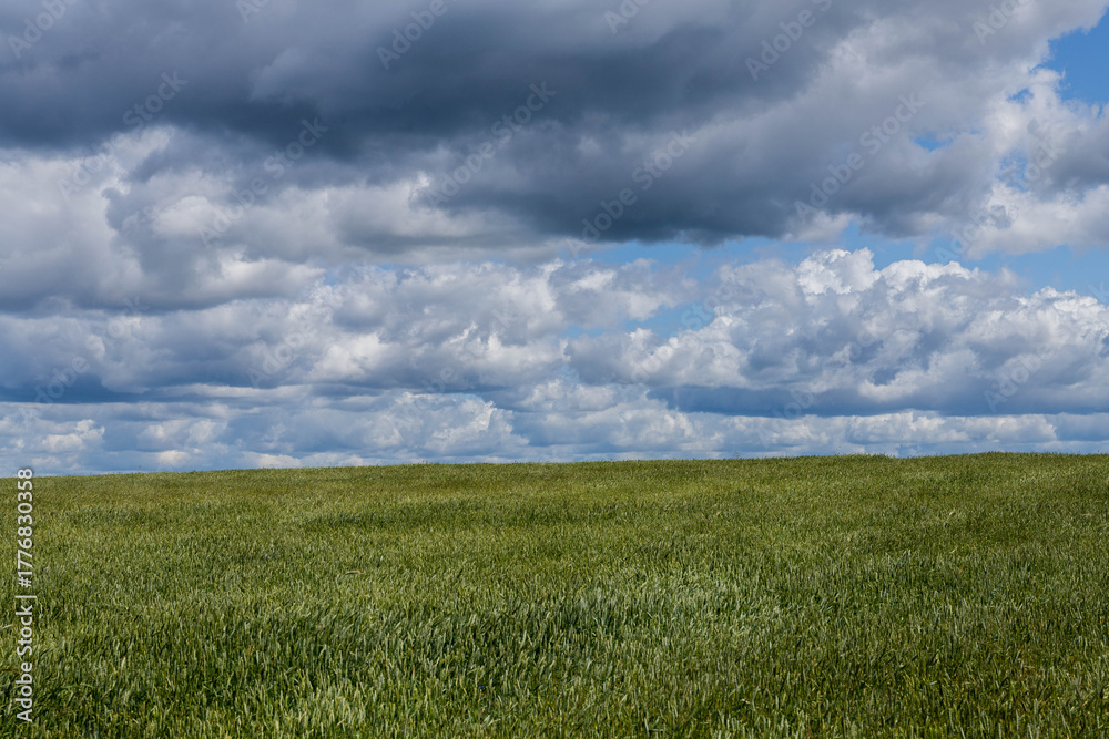 Obraz premium Dark rain cloud over a green field, Nowiny, Poland
