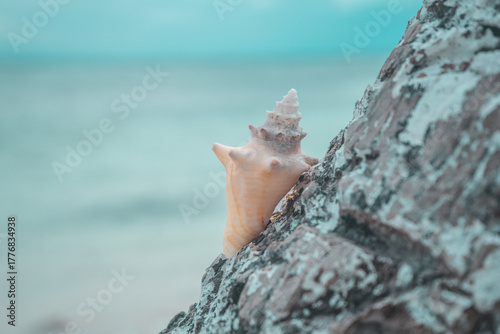 Fototapeta Naklejka Na Ścianę i Meble -  Conch shell on a Caribbean beach
