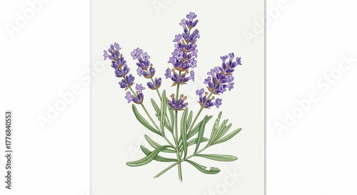 Hand-Drawn Lavender Sprigs Illustration: Botanical Vector of Aromatic Purple Flowers and Green Leaves. Herbal Clipart for Apothecary Use