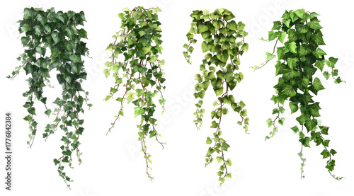 Four cascading, leafy vines in varying shades of green