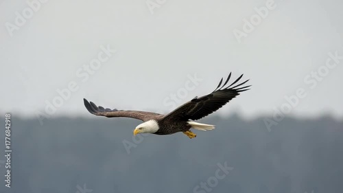  Majestic Bald Eagle in Flight: A majestic bald eagle soars gracefully through the air, its powerful wings outstretched against the backdrop of a serene sky.