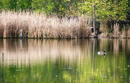 Autumn serenity at a Waukesha County pond, where a lone goose glides and a heron wades among golden reeds. Nature's quiet beauty in Wisconsin.