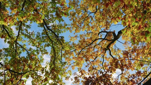 Colorful autumn foliage viewed from below, showcasing branches and sky, camera pans upward revealing vibrant nature scene