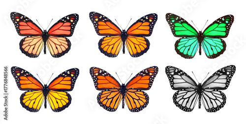 set of monarch butterflies. multicolored colorful monarch butterflies isolated on transparent background