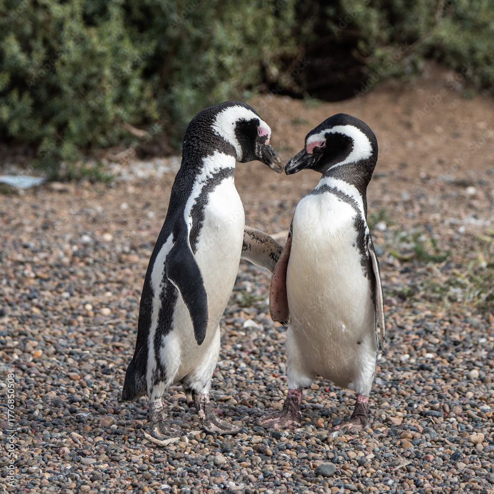 Naklejka premium Couple of Magellanic penguins