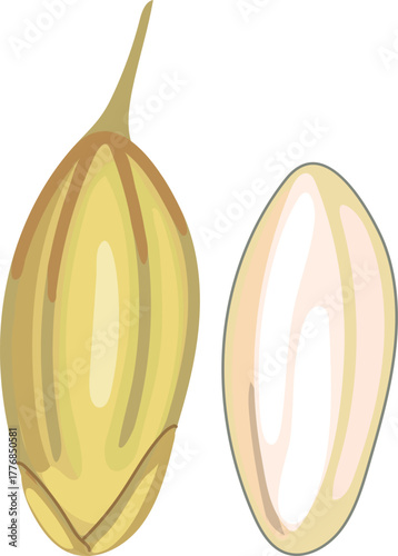 Rice seed in hull and milled rice seed on white background