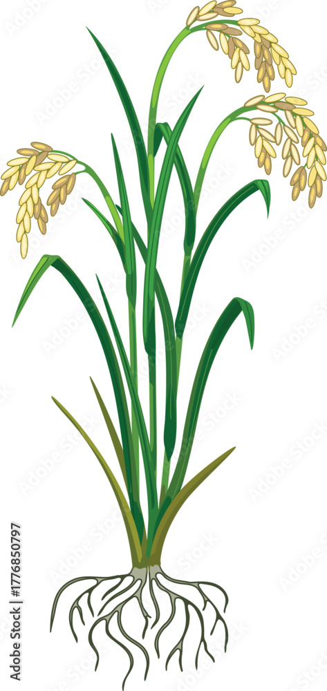 Obraz premium Mature rice plant (Oryza sativa) with root system isolated on white background
