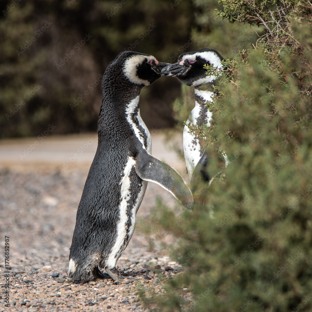 Obraz premium Couple of Magellanic penguins