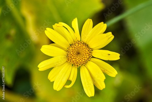 Detail of a yellow blooming Omieg flower in an autumn garden