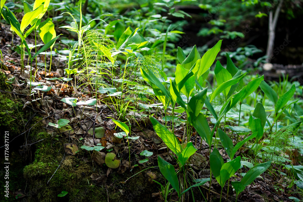 Fototapeta premium Vibrant green plants, lilies of the valley and horsetail, thrive in dappled sunlight on a mossy forest floor. Fresh spring growth signals new life in nature