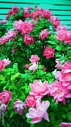 Pink Climbing Rose Bush detail, Australia.