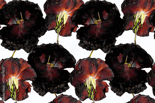 Dry flowers pattern in white background. Seamless floral pattern.