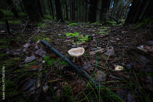 Canvas Print Nordic forest mushroom on damp woodland floor