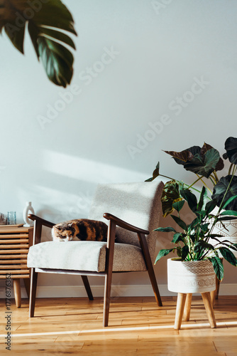 Multicolor cat pet sleeping on retro style armchair in modern scandinavian interior with many green house plants in hard sunlight. Biophilia style. Cozy, hygge home interior design. Selective focus