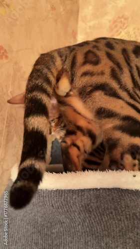 Two Bengal cats share space in their house.