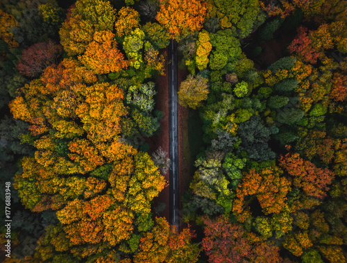 Vista aérea de floresta no outono com estrada