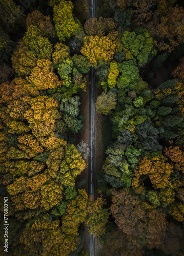 Vista aérea de floresta no outono com estrada