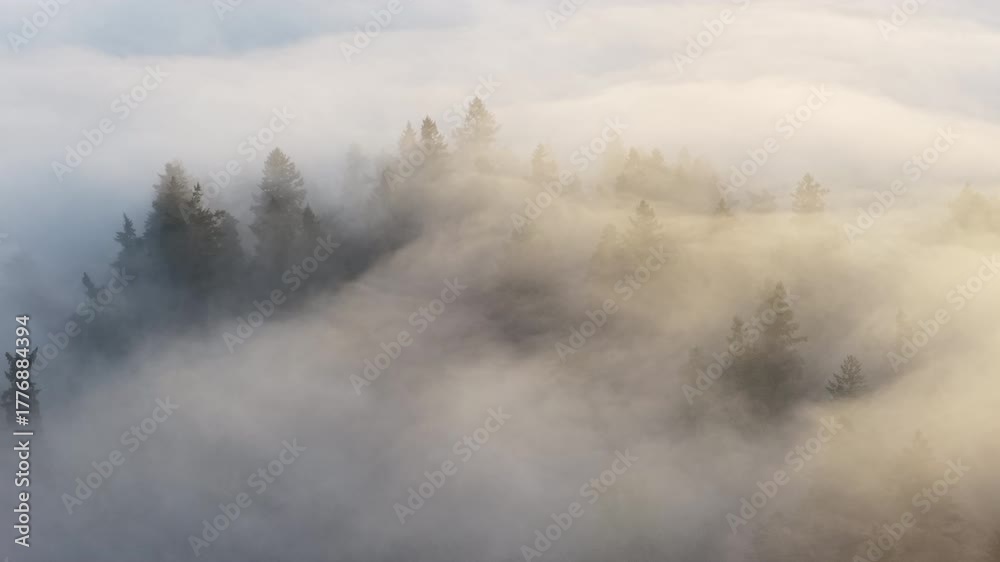 Mist flows through the beautiful forests surrounding Portland, Oregon. This scenic Pacific Northwest region is known for its vast forests and rugged Cascade mountains.
