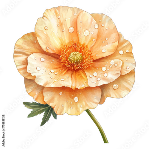 Watercolor Peach Orange Iceland Poppy Flower Isolated Vector Illustration
