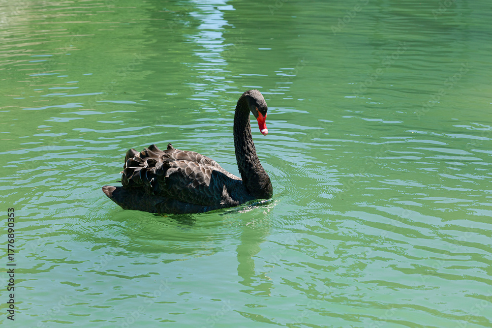 Obraz premium A black swan gracefully swims across a lake in the Valsanzibio park, Galzignano Terme, Italy.