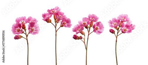 Four delicate pink flowers on long stems against a black background.  Each flower displays clusters of small,  petal-like blooms.  The stems are thin and light-colored