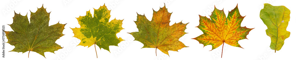 Fototapeta premium Collection of Colorful Autumn Leaves with Vibrant Colors on Isolated Background