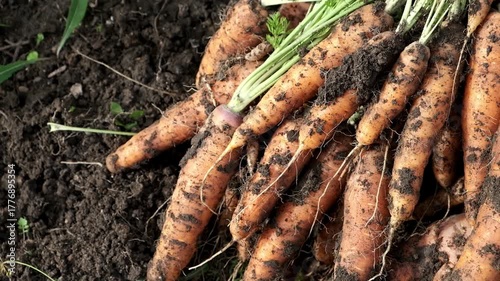 Fresh carrots on the ground. Harvesting vegetables.