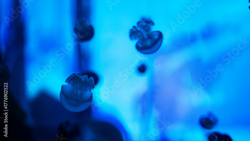 Wallpaper Mural bangkok indoor aquarium famous creatures deep water closeup colours Torontodigital.ca