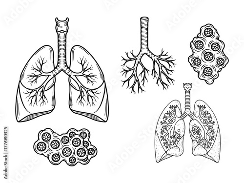 natomical Lung Illustrations