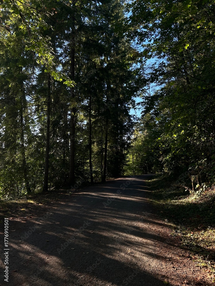 Fototapeta premium path in the forest