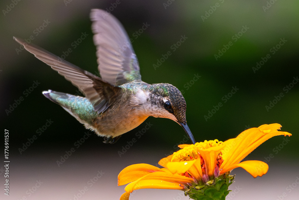 Fototapeta premium Female ruby-throated hummingbird drinking from a bright orange flower.