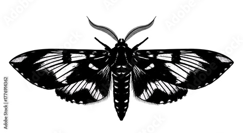 Striking black and white moth silhouette with detailed wings and elegant antennae, perfect for nature or design projects.