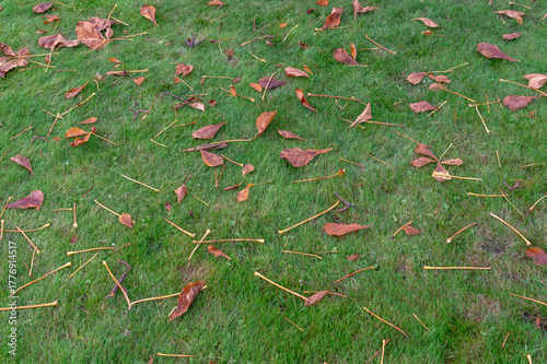 Red leaves on the grass