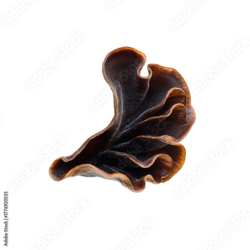 A single dried wood ear mushroom, also known as auricularia auriculajudae, isolated on transparent background