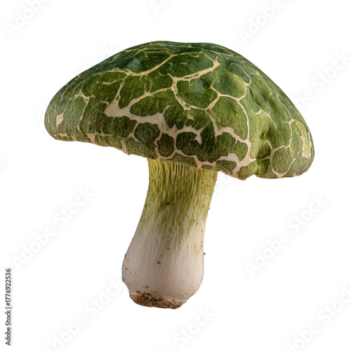 A vibrant green mushroom with a textured cap isolated on transparent background