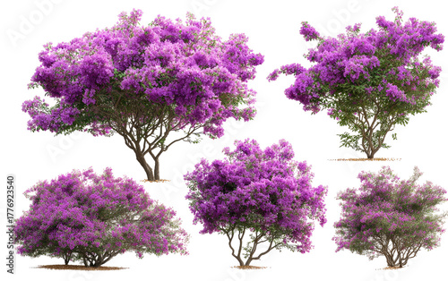 Purple flowering trees, various sizes and angles