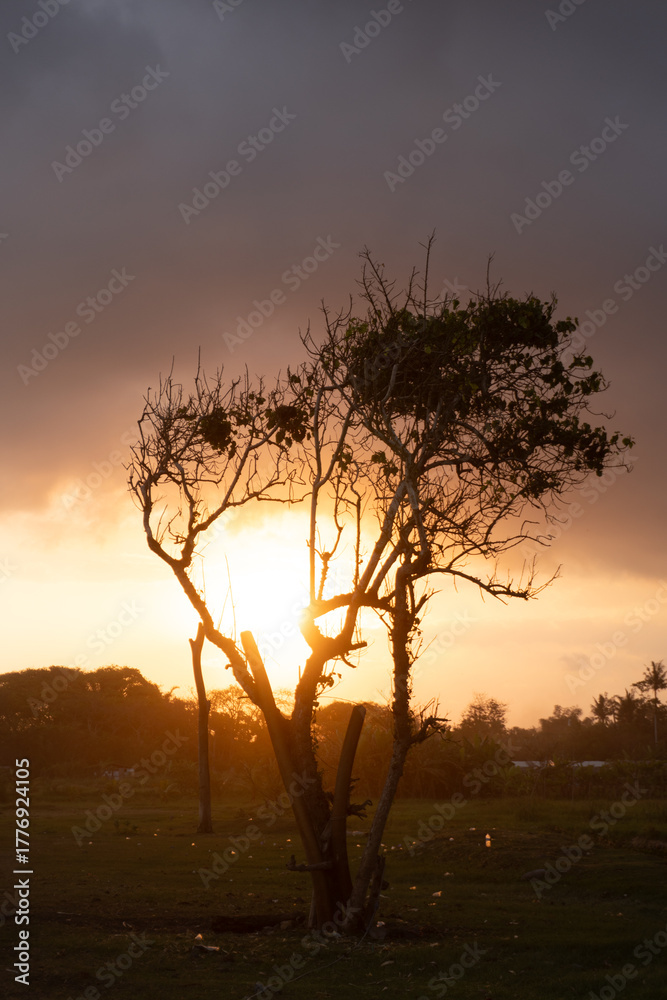 Naklejka premium Lonely tree silhouette at sunset with warm golden light and dramatic cloudy sky. Peaceful countryside landscape in soft evening tones.
