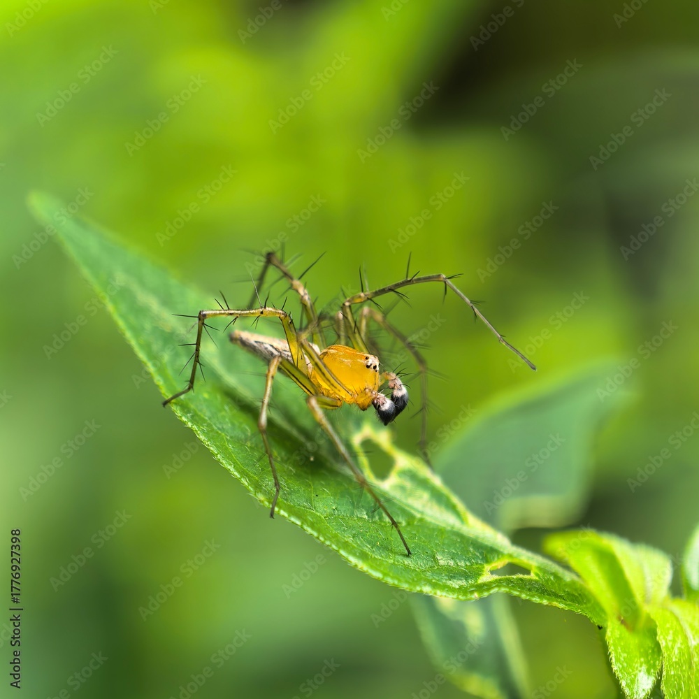 Fototapeta premium Spider munching leaf perch with green background