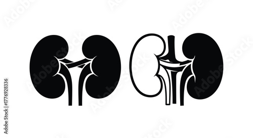 Detailed illustration of human kidneys and their associated vascular structures