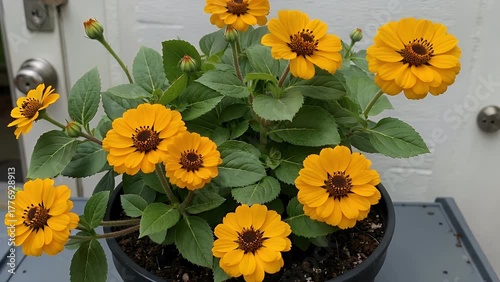 Pot Marigold flower  known by its botanical name Calendula Officinalis  isolated with a clipping path for clear background