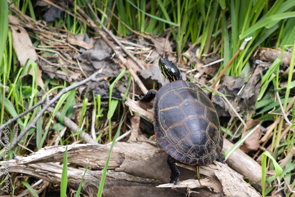 Obraz premium wild turtle climbing over brush on the ground