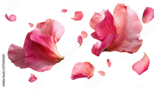 Delicate,  pink flower petals scattered in a whimsical arrangement.  A  soft,  light pink color palette