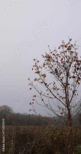 yellowed dry grass in the autumn season after a cold snap and frosts, autumn nature in a forest with various trees and shrubs and grass, foggy weather and a gray dim sky