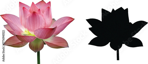 The image presents a captivating visual comparison between a vibrant pink lotus flower and its black silhouette counterpart. On the left, the pink lotus flower i