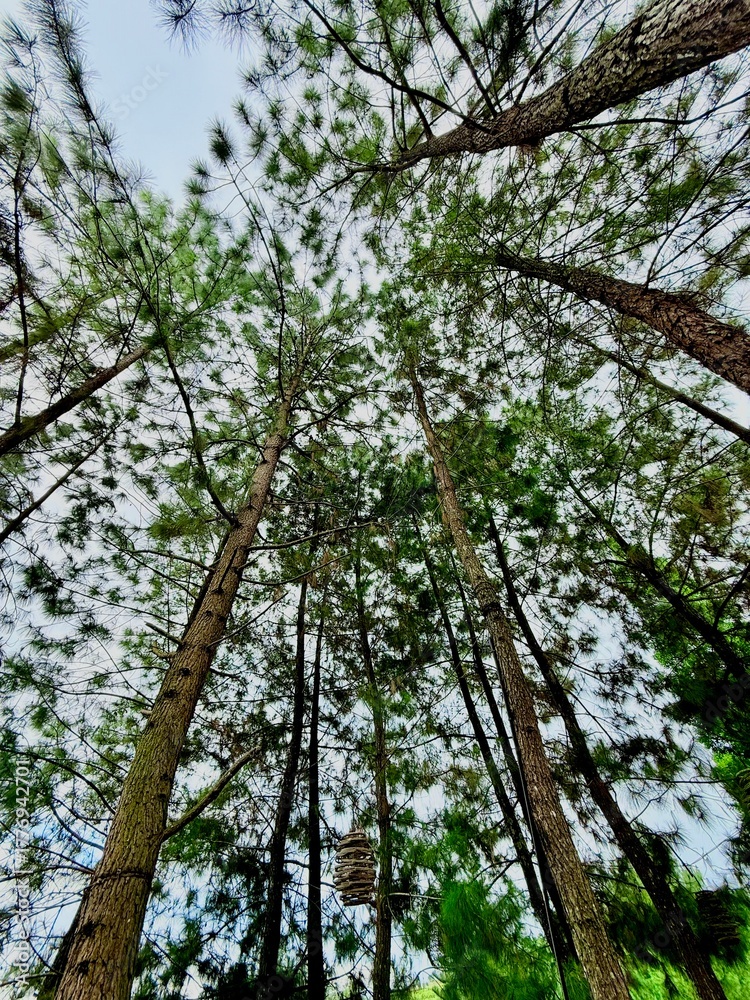 Fototapeta premium Conifer trees in the forest