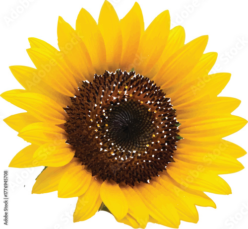 The image presents a close-up view of a single sunflower, prominently displayed against a clean white background that enhances its vibrant colors . The sunflowers on white background