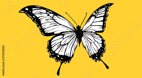 butterfly vector illustration